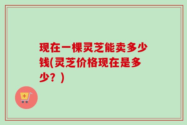 现在一棵灵芝能卖多少钱(灵芝价格现在是多少？)