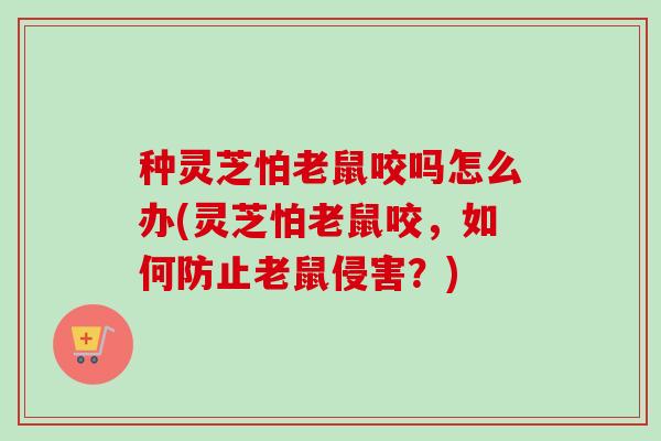 种灵芝怕老鼠咬吗怎么办(灵芝怕老鼠咬，如何防止老鼠侵害？)