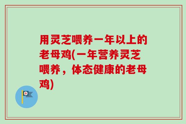 用灵芝喂养一年以上的老母鸡(一年营养灵芝喂养,体态健康的老母鸡) 用灵芝喂养一年以上的老母鸡(一年营养灵芝喂养,体态健康的老母鸡)