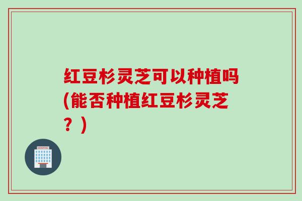 红豆杉灵芝可以种植吗(能否种植红豆杉灵芝?) 红豆杉灵芝可以种植吗(能否种植红豆杉灵芝?)