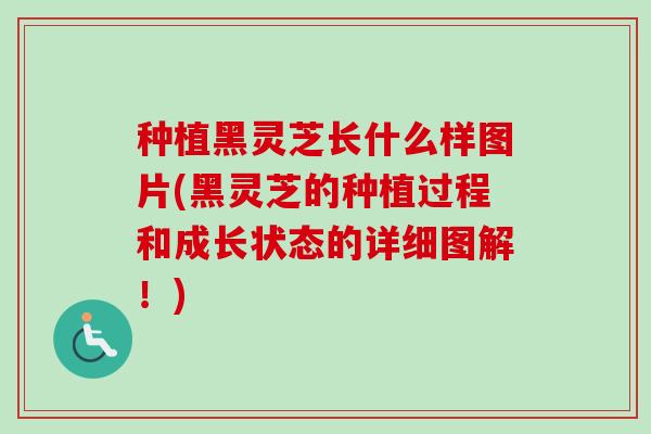种植黑灵芝长什么样图片(黑灵芝的种植过程和成长状态的详细图解！)