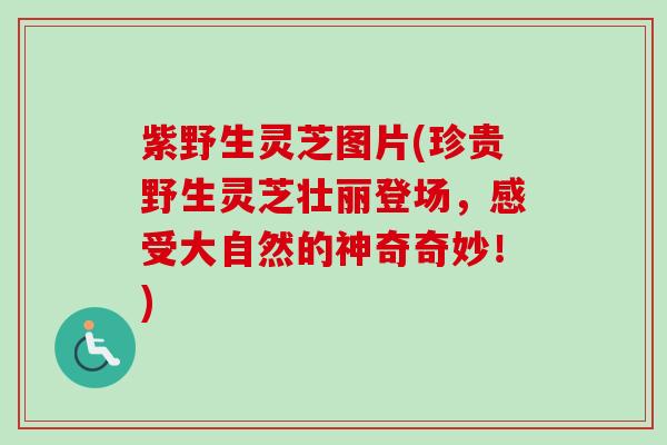 紫野生灵芝图片(珍贵野生灵芝壮丽登场，感受大自然的神奇奇妙！)