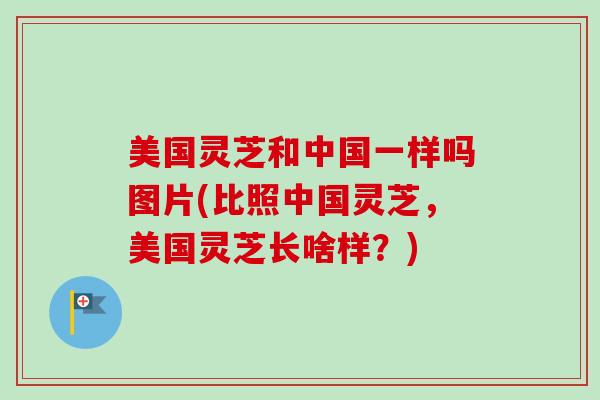 美国灵芝和中国一样吗图片(比照中国灵芝，美国灵芝长啥样？)