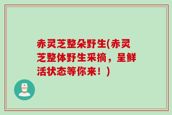 赤灵芝整朵野生(赤灵芝整体野生采摘，呈鲜活状态等你来！)
