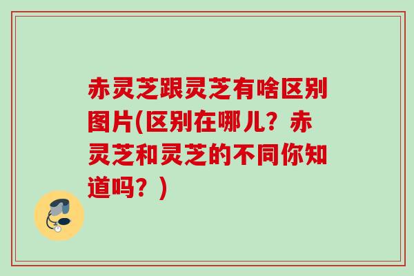 赤灵芝跟灵芝有啥区别图片(区别在哪儿？赤灵芝和灵芝的不同你知道吗？)