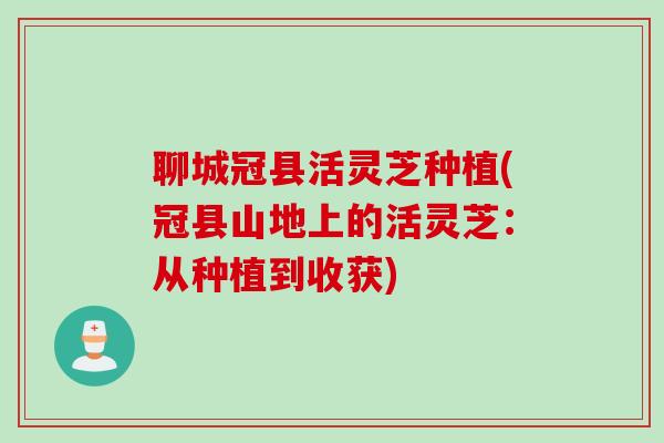 聊城冠县活灵芝种植(冠县山地上的活灵芝：从种植到收获)