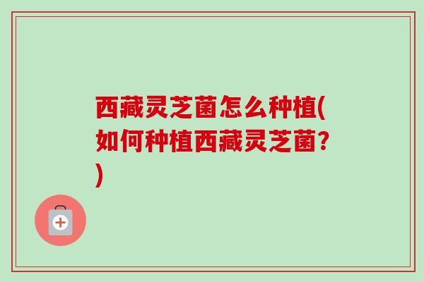 西藏灵芝菌怎么种植(如何种植西藏灵芝菌？)