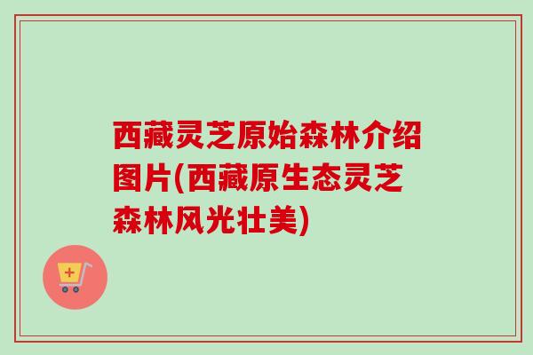 西藏灵芝原始森林介绍图片(西藏原生态灵芝森林风光壮美)