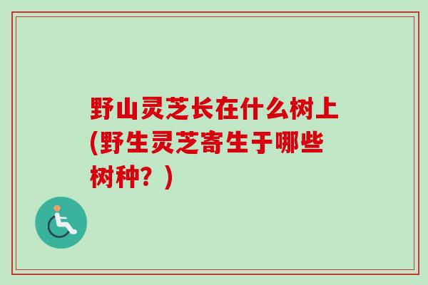 野山灵芝长在什么树上(野生灵芝寄生于哪些树种？)
