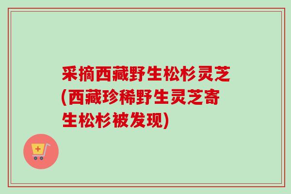 采摘西藏野生松杉灵芝(西藏珍稀野生灵芝寄生松杉被发现)