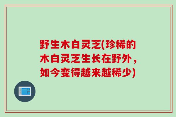 野生木白灵芝(珍稀的木白灵芝生长在野外，如今变得越来越稀少)