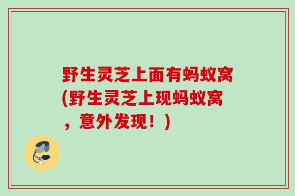 野生灵芝上面有蚂蚁窝(野生灵芝上现蚂蚁窝，意外发现！)