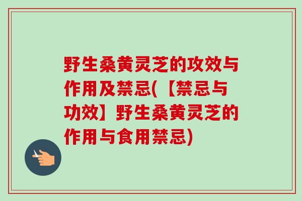 野生桑黄灵芝的攻效与作用及禁忌(【禁忌与功效】野生桑黄灵芝的作用与食用禁忌)