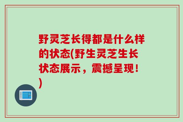 野灵芝长得都是什么样的状态(野生灵芝生长状态展示，震撼呈现！)