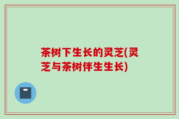 茶树下生长的灵芝(灵芝与茶树伴生生长)
