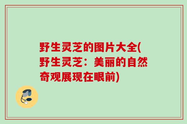 野生灵芝的图片大全(野生灵芝：美丽的自然奇观展现在眼前)