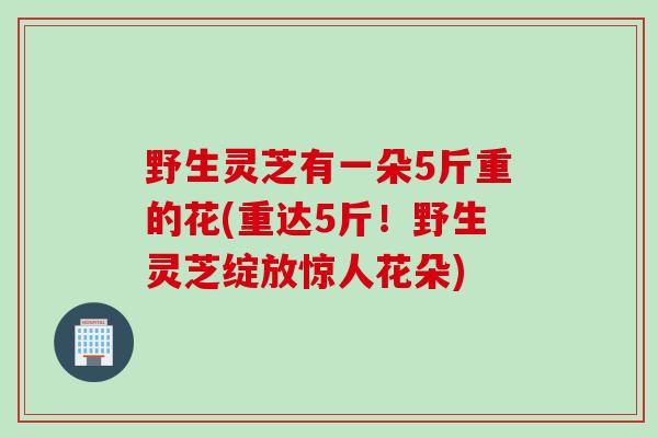 野生灵芝有一朵5斤重的花(重达5斤！野生灵芝绽放惊人花朵)
