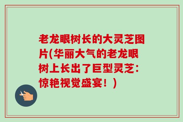 老龙眼树长的大灵芝图片(华丽大气的老龙眼树上长出了巨型灵芝：惊艳视觉盛宴！)