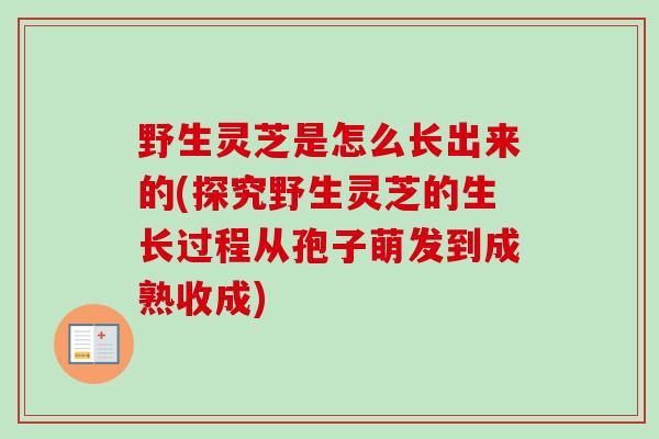 野生灵芝是怎么长出来的(探究野生灵芝的生长过程从孢子萌发到成熟收成)