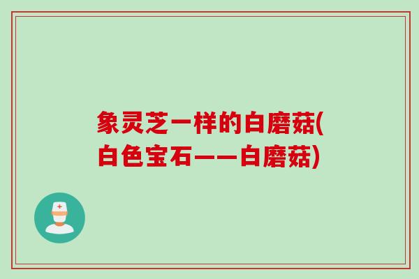象灵芝一样的白磨菇(白色宝石——白磨菇)