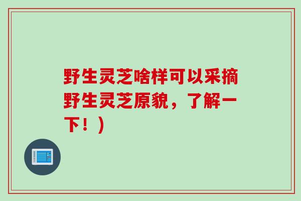 野生灵芝啥样可以采摘野生灵芝原貌，了解一下！)