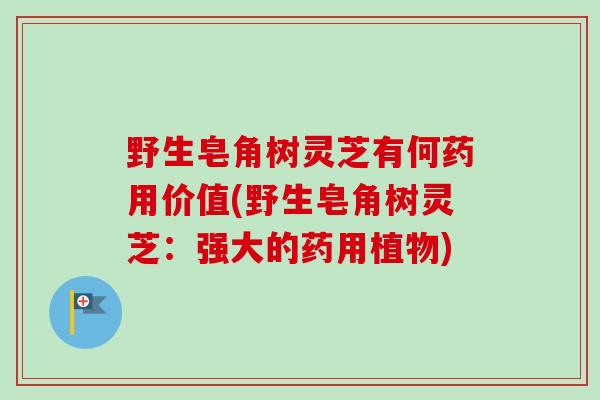 野生皂角树灵芝有何药用价值(野生皂角树灵芝：强大的药用植物)