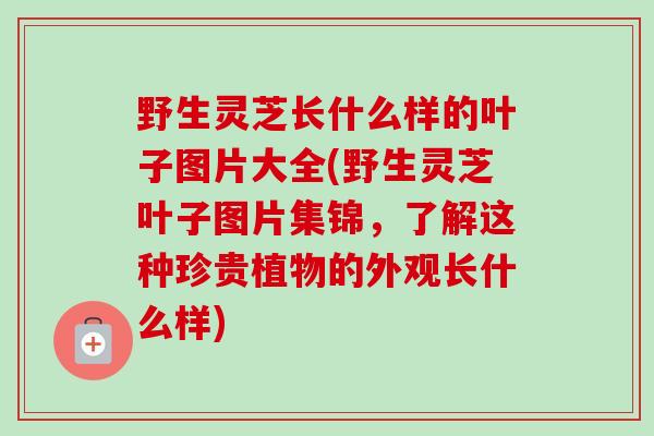 野生灵芝长什么样的叶子图片大全(野生灵芝叶子图片集锦，了解这种珍贵植物的外观长什么样)