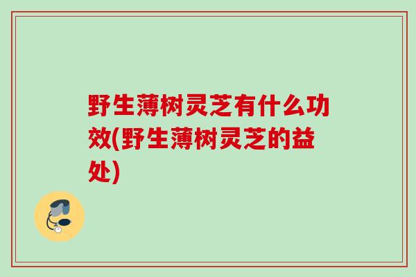 野生薄树灵芝有什么功效(野生薄树灵芝的益处)