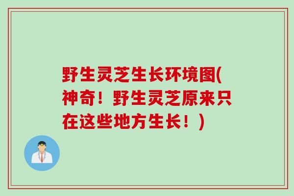 野生灵芝生长环境图(神奇！野生灵芝原来只在这些地方生长！)