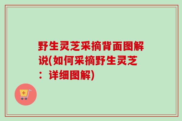 野生灵芝采摘背面图解说(如何采摘野生灵芝：详细图解)