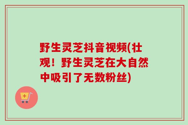 野生灵芝抖音视频(壮观！野生灵芝在大自然中吸引了无数粉丝)