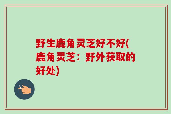 野生鹿角灵芝好不好(鹿角灵芝：野外获取的好处)