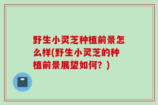 野生小灵芝种植前景怎么样(野生小灵芝的种植前景展望如何？)
