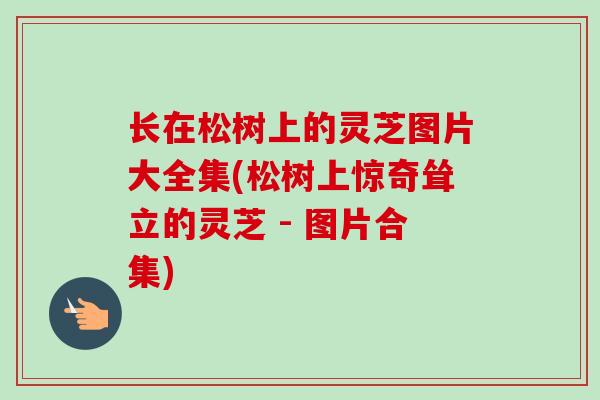 长在松树上的灵芝图片大全集(松树上惊奇耸立的灵芝 - 图片合集)