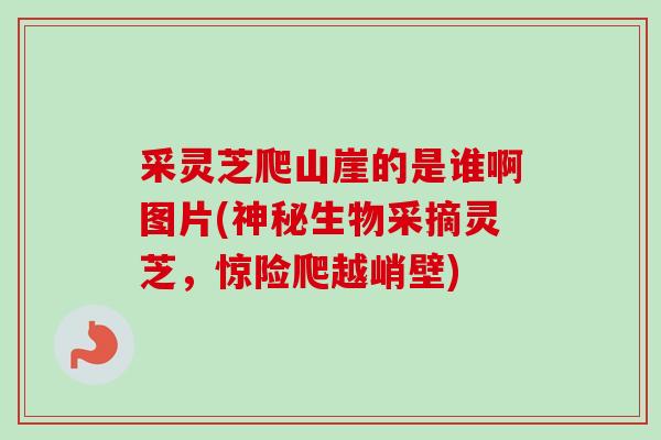 采灵芝爬山崖的是谁啊图片(神秘生物采摘灵芝，惊险爬越峭壁)