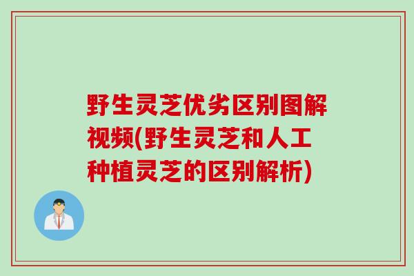 野生灵芝优劣区别图解视频(野生灵芝和人工种植灵芝的区别解析)