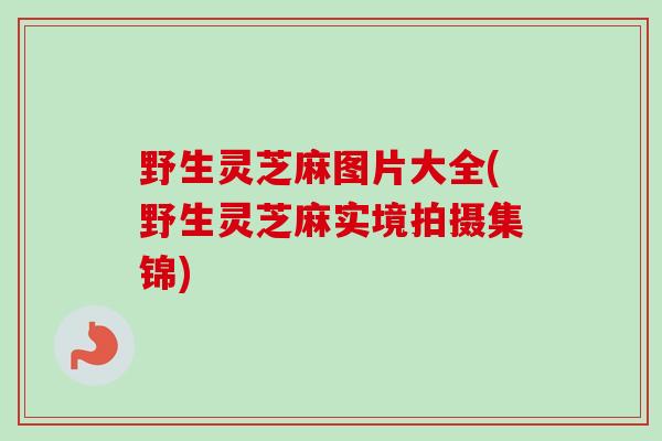野生灵芝麻图片大全(野生灵芝麻实境拍摄集锦) 野生灵芝麻图片大全(野生灵芝麻实境拍摄集锦)