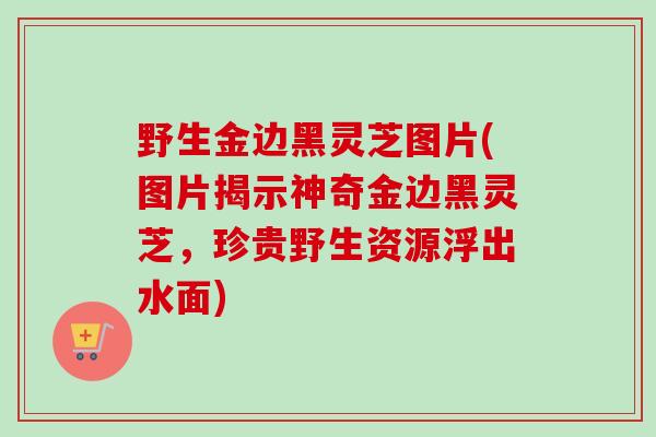 野生金边黑灵芝图片(图片揭示神奇金边黑灵芝，珍贵野生资源浮出水面)