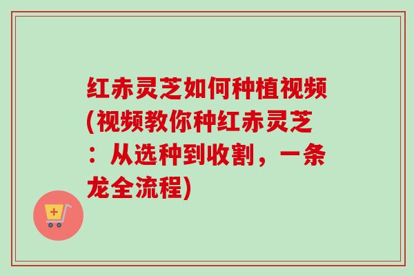 红赤灵芝如何种植视频(视频教你种红赤灵芝：从选种到收割，一条龙全流程)