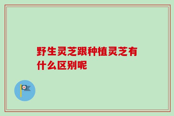 野生灵芝跟种植灵芝有什么区别呢