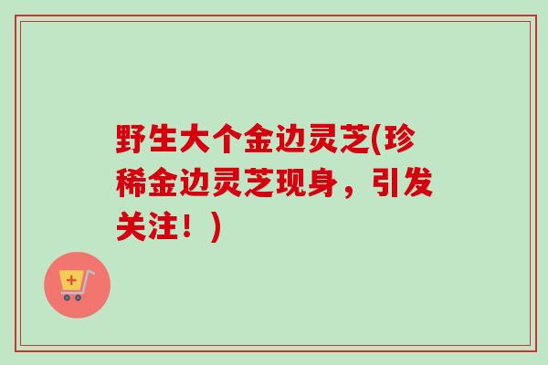 野生大个金边灵芝(珍稀金边灵芝现身，引发关注！)