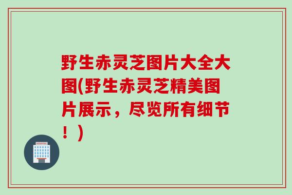 野生赤灵芝图片大全大图(野生赤灵芝精美图片展示,尽览所有细节!) 野生赤灵芝图片大全大图(野生赤灵芝精美图片展示,尽览所有细节!)
