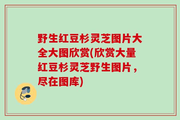 野生红豆杉灵芝图片大全大图欣赏(欣赏大量红豆杉灵芝野生图片，尽在图库)