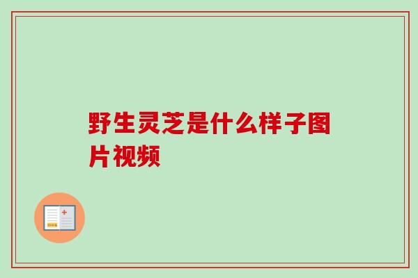 野生灵芝是什么样子图片视频
