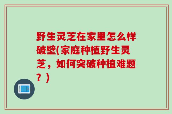 野生灵芝在家里怎么样破壁(家庭种植野生灵芝，如何突破种植难题？)