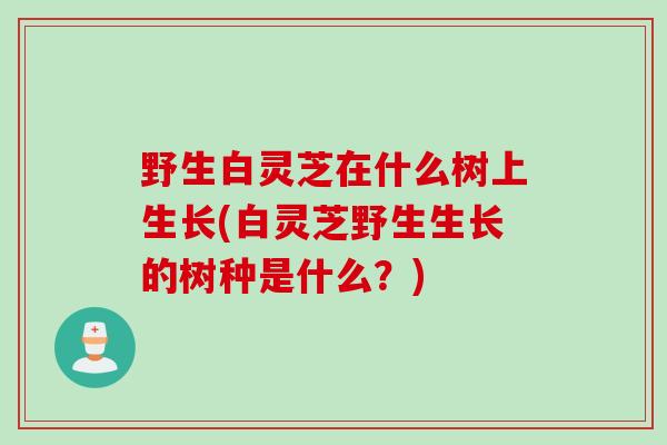 野生白灵芝在什么树上生长(白灵芝野生生长的树种是什么？)