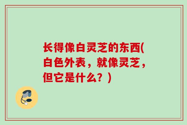 长得像白灵芝的东西(白色外表,就像灵芝,但它是什么?) 长得像白灵芝的东西(白色外表,就像灵芝,但它是什么?)