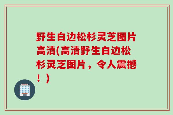 野生白边松杉灵芝图片高清(高清野生白边松杉灵芝图片，令人震撼！)