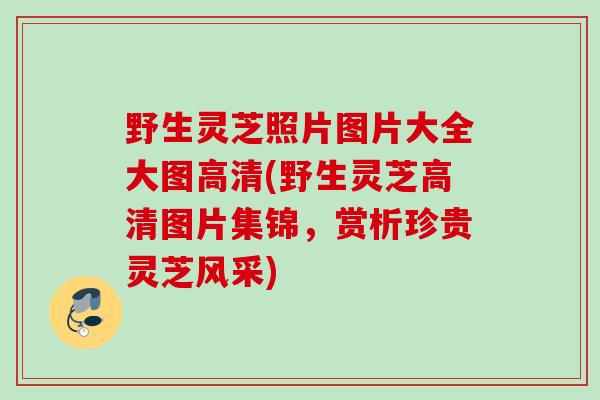 野生灵芝照片图片大全大图高清(野生灵芝高清图片集锦，赏析珍贵灵芝风采)