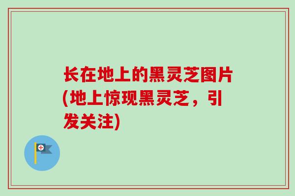 长在地上的黑灵芝图片(地上惊现黑灵芝，引发关注)